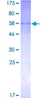 ab159509 on a 12.5% SDS-PAGE stained with Coomassie Blue.