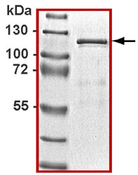 Demonstration of protein purity (>90%) by western blot.