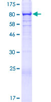 ab153560 on a 12.5% SDS-PAGE stained with Coomassie Blue.