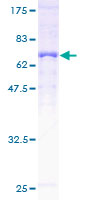 ab152914 on a 12.5% SDS-PAGE stained with Coomassie Blue.