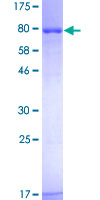 ab159611 on a 12.5% SDS-PAGE stained with Coomassie Blue.