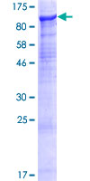 ab163362 on a 12.5% SDS-PAGE stained with Coomassie Blue.