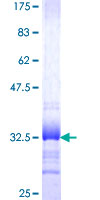 ab161571 on a 12.5% SDS-PAGE stained with Coomassie Blue.