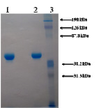 10% SDS-PAGE Lane 1: ab93266 (3 ug) Non-reduced Lane 2: ab93266 (3 ug) Reduced Lane 3: Prestained Standard