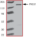 ab60875 on SDS-PAGE, MW ~130 kDa.