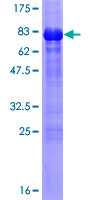ab153252 on a 12.5% SDS-PAGE stained with Coomassie Blue.