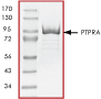 ab61138 on SDS-PAGE, MW ~96 kDa.