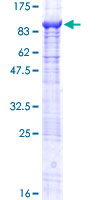 ab165260 on a 12.5% SDS-PAGE stained with Coomassie Blue.