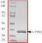 ab60878 on SDS-PAGE, MW ~39 kDa.