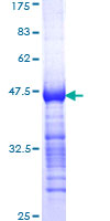 ab160980 on a 12.5% SDS-PAGE stained with Coomassie Blue.