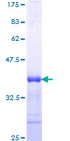 12.5% SDS-PAGE analysis of ab152746 stained with Coomassie Blue.