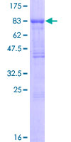12.5% SDS-PAGE analysis of ab132201 stained with Coomassie Blue.