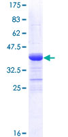 12.5% SDS-PAGE analysis of ab152747 stained with Coomassie Blue.