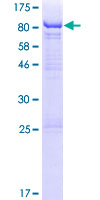 ab161836 on a 12.5% SDS-PAGE stained with Coomassie Blue.