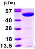15% SDS-PAGE showing ab101169 at approximately 51.3kDa (3µg).