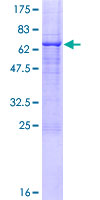 ab159712 on a 12.5% SDS-PAGE stained with Coomassie Blue.