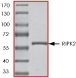 ab60879 on SDS-PAGE, MW ~59 kDa.