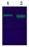 Staining of TPA Tissue Plasminogen Activator protein by 10% SDS-PAGE (UV trans-illuminator). Lane 1: ab92679 (3 µg) reduced Lane 2: ab92679 (3 µg) non-reduced