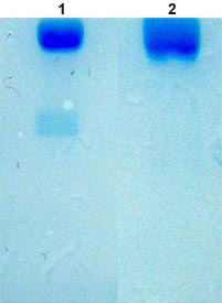 SDS-PAGE analysis of ab92588 Lane 1: Reduced Lane 2: Non-reduced