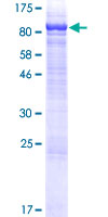 ab159692 on a 12.5% SDS-PAGE stained with Coomassie Blue.