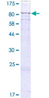 ab163730 on a 12.5% SDS-PAGE stained with Coomassie Blue.