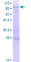 ab153244 on a 12.5% SDS-PAGE stained with Coomassie Blue.