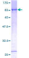 ab164238 on a 12.5% SDS-PAGE stained with Coomassie Blue.