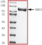 ab60881 on SDS-PAGE, MW ~112 kDa.
