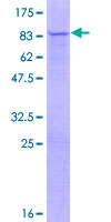 ab165783 on a 12.5% SDS-PAGE stained with Coomassie Blue.