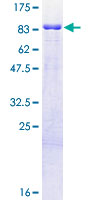 ab165015 on a 12.5% SDS-PAGE stained with Coomassie Blue.