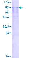 ab153070 on a 12.5% SDS-PAGE stained with Coomassie Blue.