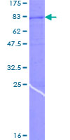 ab158267 on a 12.5% SDS-PAGE stained with Coomassie Blue.