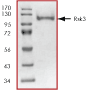 ab60882 on SDS-PAGE, MW ~112 kDa.