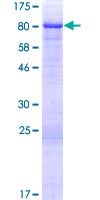 ab163712 on a 12.5% SDS-PAGE stained with Coomassie Blue.