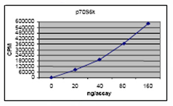 ab62291 was diluted to 20ng/μl with assay dilution buffer (4 mM MOPS,pH 7.2, 2.5 mM β-glycerophosphate, 1 mM EGTA, 0.4 mM EDTA, 4 mM MgCl2, 0.05 mM DTT), followed by 2-fold serial dilutions, and then the 10μl diluted proteins were used to phosphorylate the S6K substrate peptide(CKRRRLASLR) in the following assay condition: 10 μl diluted ab62291 10 μl S6K substrate peptide (1 mg/ml stock) 5 μl [32P] ATP mixture (250 μM ATP, 0.16 μCi/μl in 4x assay dilution buffer) The various reaction components, except [32P] ATP, were incubated at 30 C and the reaction started by the addition of [32P] ATP. After 15 minutes, the reaction was terminated by spotting 20 μl of the reaction mixture onto a phosphocellulose P81 paper. The P81 paper was dried and washed several times in 1% phosphoric acid prior to counting in the presence of scintillation fluid in a scintillation counter. The actual counts, using various dilutions of the enzyme in the assay, are shown in graph above. ab62291 Kinase activity plo