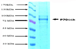 ab62291 on SDS-PAGE, band detected at ~76kDa.