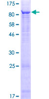 ab165077 on a 12.5% SDS-PAGE stained with Coomassie Blue.