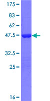 ab164054 on a 12.5% SDS-PAGE stained with Coomassie Blue.