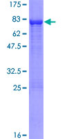 ab159776 on a 12.5% SDS-PAGE stained with Coomassie Blue.