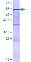 ab162799 on a 12.5% SDS-PAGE stained with Coomassie Blue.
