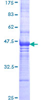 ab165412 on a 12.5% SDS-PAGE stained with Coomassie Blue.