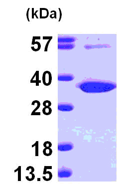 ab101152 at 3 µg, 15% SDS-PAGE
