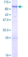 ab163238 on a 12.5% SDS-PAGE stained with Coomassie Blue.
