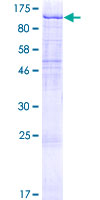 ab159791 on a 12.5% SDS-PAGE stained with Coomassie Blue.
