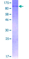ab160132 on a 12.5% SDS-PAGE stained with Coomassie Blue.