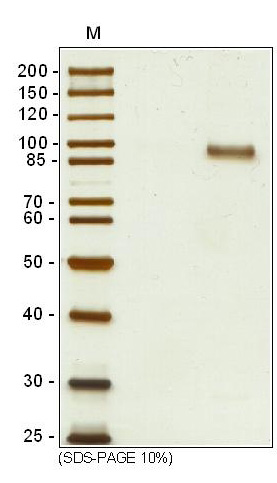 SDS-PAGE showing ab106310
