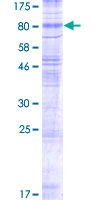 ab153436 on a 12.5% SDS-PAGE stained with Coomassie Blue.