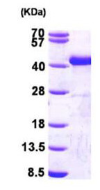 15% SDS PAGE of ab167975 (3µg).