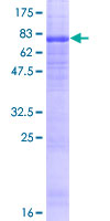 ab162948 on a 12.5% SDS-PAGE stained with Coomassie Blue.