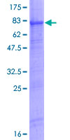 ab153266 on a 12.5% SDS-PAGE stained with Coomassie Blue.